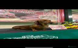 Miniature Dachshund dogs for sale: Champion Sired Show Quality Shaded Red Boys  - Image 13