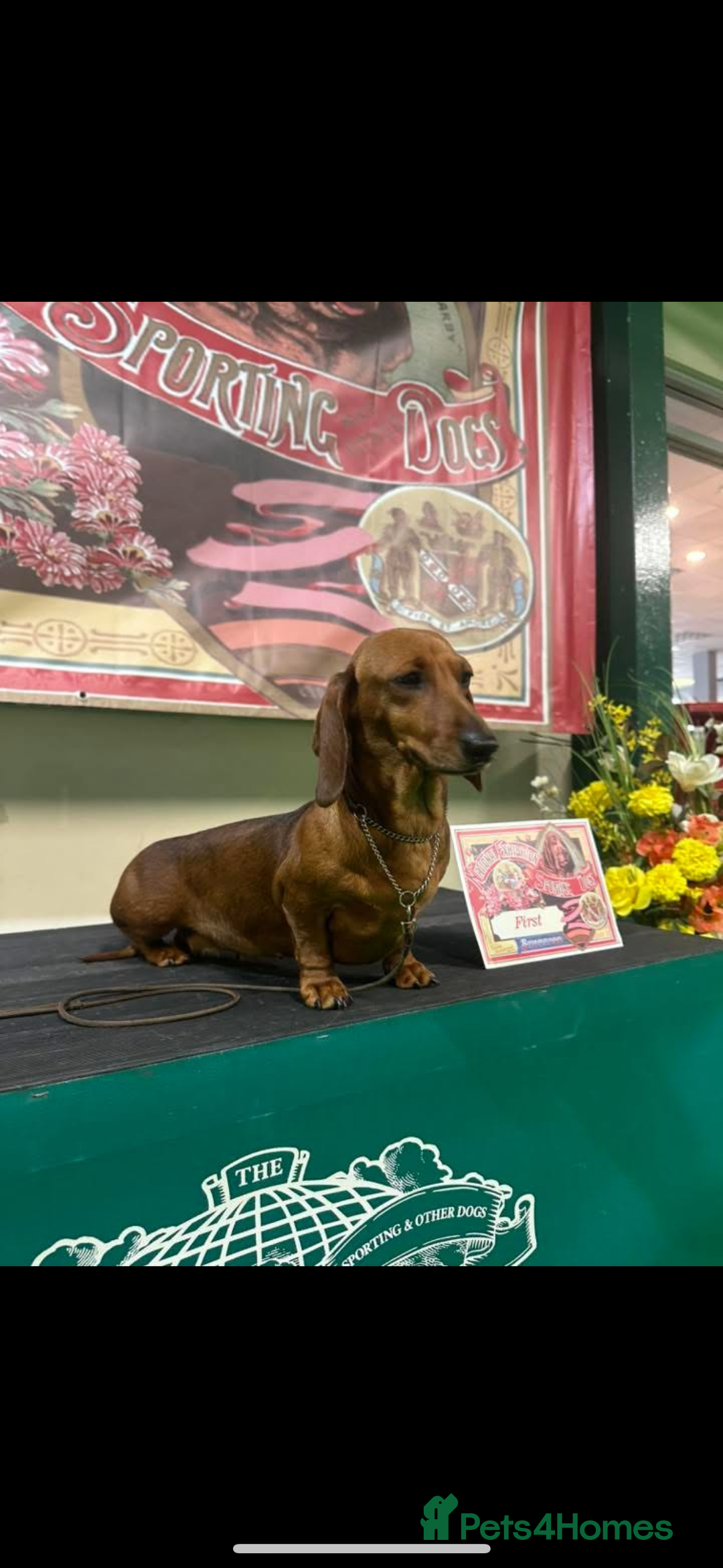 Miniature Dachshund dogs for sale: Champion Sired Show Quality Shaded Red Boys  - Image 13