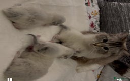 Ragdoll cats for sale: Active Tica Champion blood Ragdoll kittens - Image 15