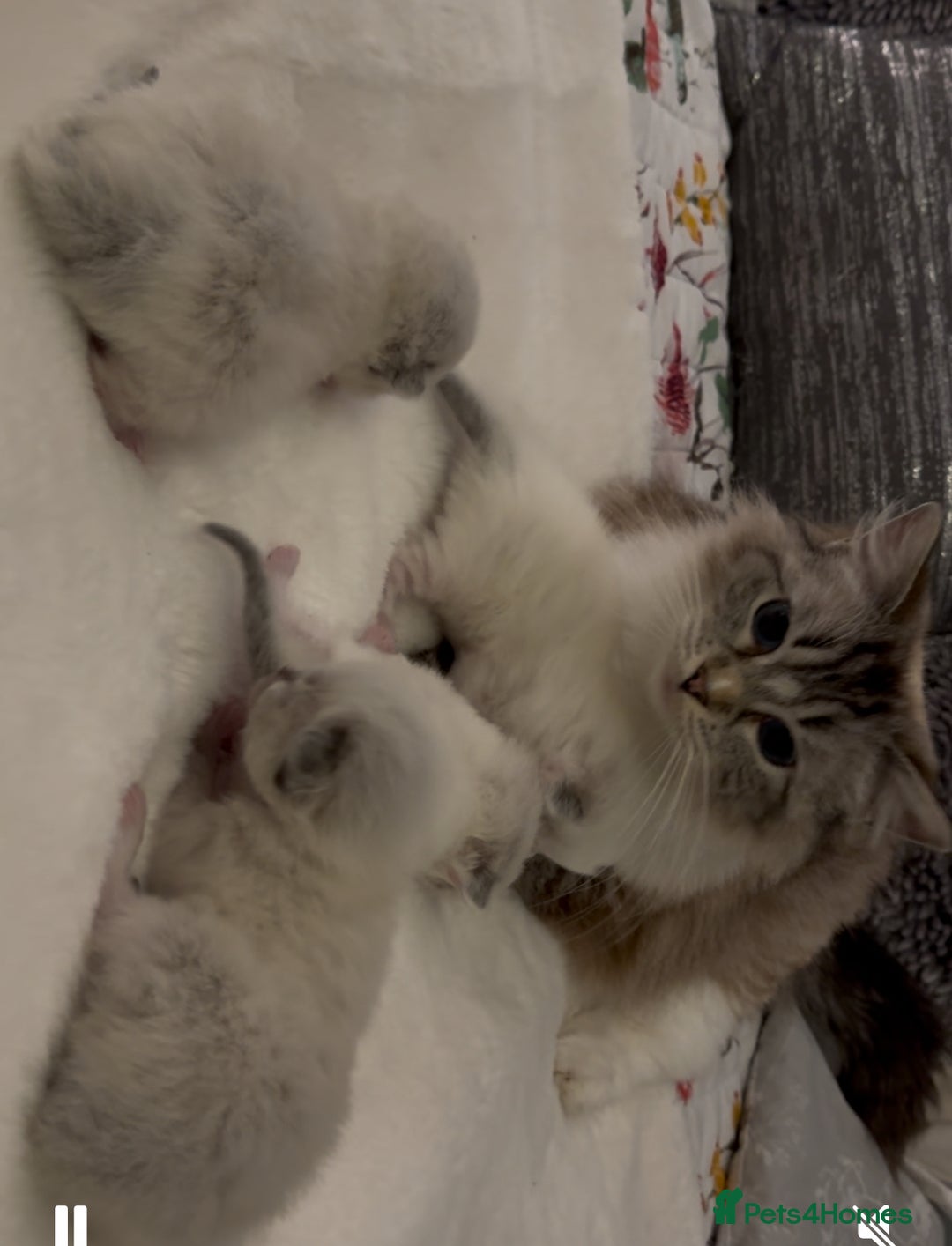 Ragdoll cats for sale: Active Tica Champion blood Ragdoll kittens - Image 15