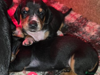 Miniature Dachshund dogs Beautiful Litter of Miniature Dachshunds - Advert 16