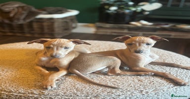 Italian Greyhound dogs - Advert 4