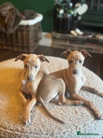 Italian Greyhound dogs - Advert 4