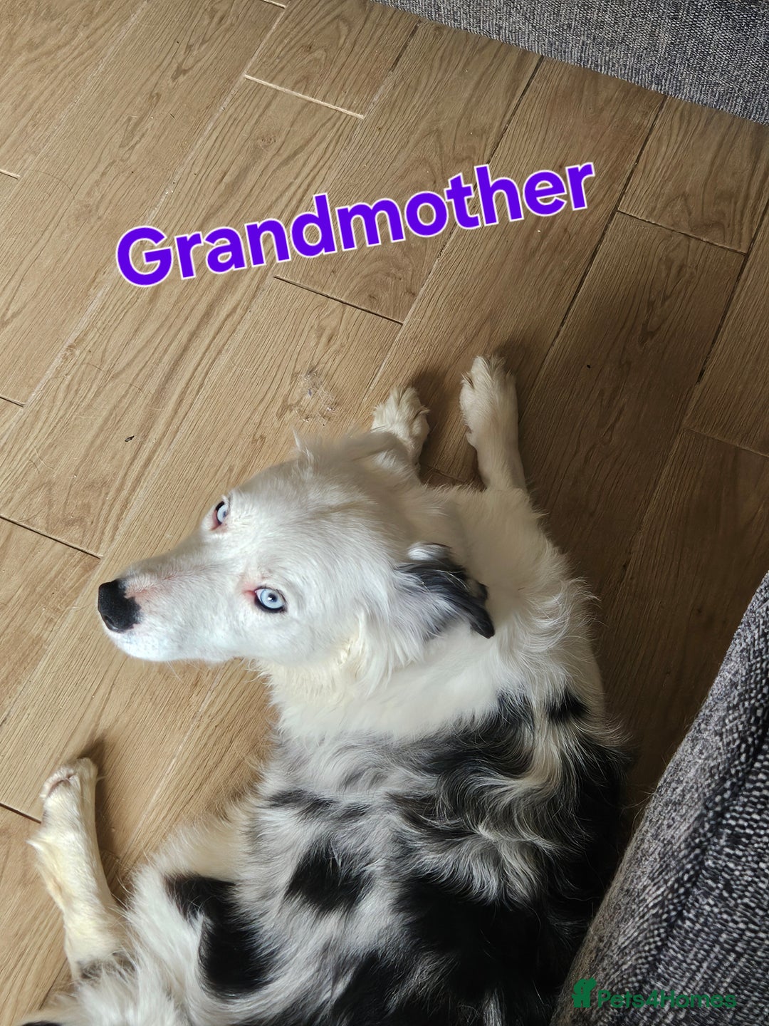 Border Collie dogs for sale: 6 Border collie pups - Advert 16