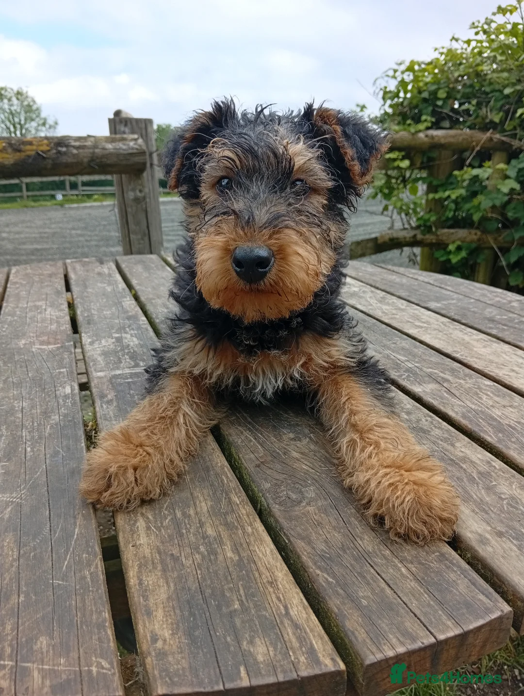 Airedale Terrier dogs for sale: Stunning Airedale puppies - Advert 2