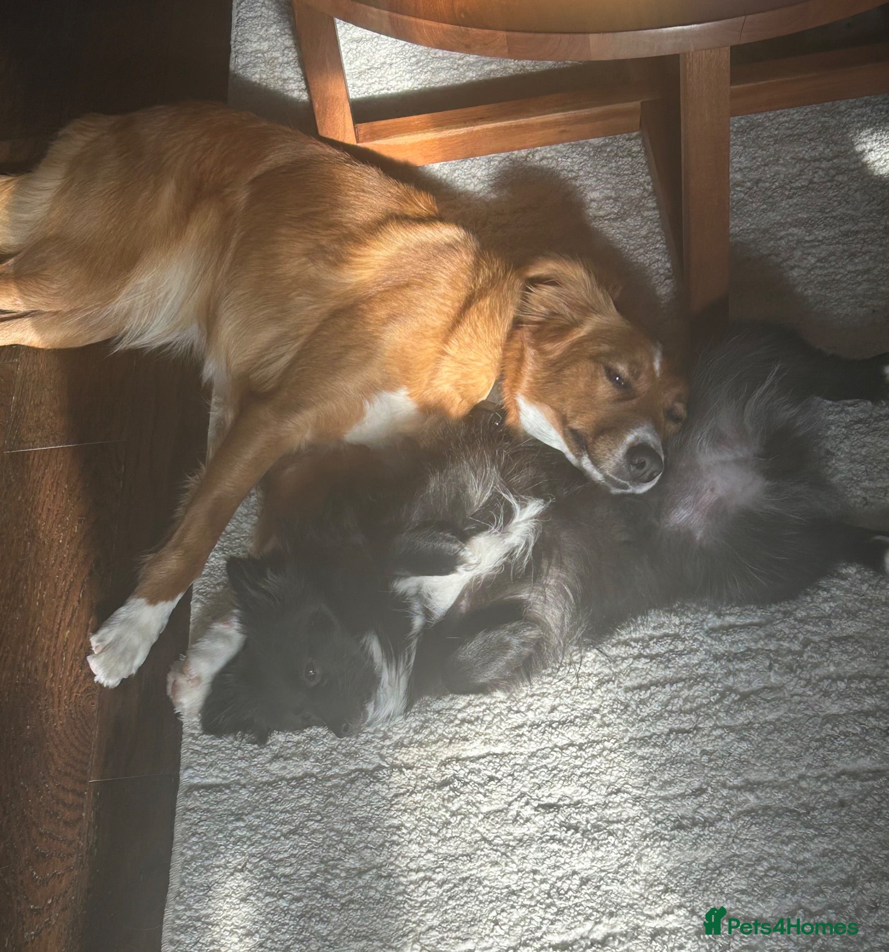 Border Collie dogs Sasha & Jessie  - Advert 8