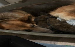 German Shepherd dogs for sale: Ready to leave  german shepherd puppy  - Image 8