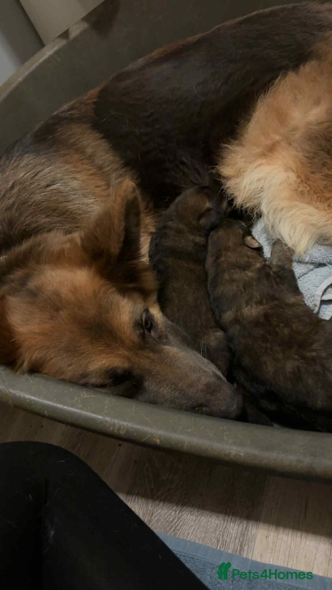 German Shepherd dogs for sale: Ready to leave  german shepherd puppy  - Image 8