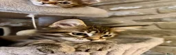 Ragcoon cats for sale: Beautiful Ragcoon kittens 🐱  - Advert 9