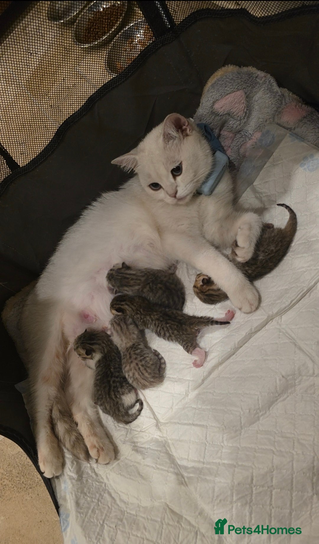 British Shorthair cats for sale: *REDUCED* 4 BRITISH SHORTHAIR KITTENS READY TO GO - Image 14
