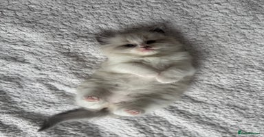 Ragdoll cats - Advert 3