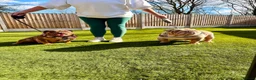 English Bulldog dogs for sale: Top Tier English Bulldogs READY NOW!! - Advert 13