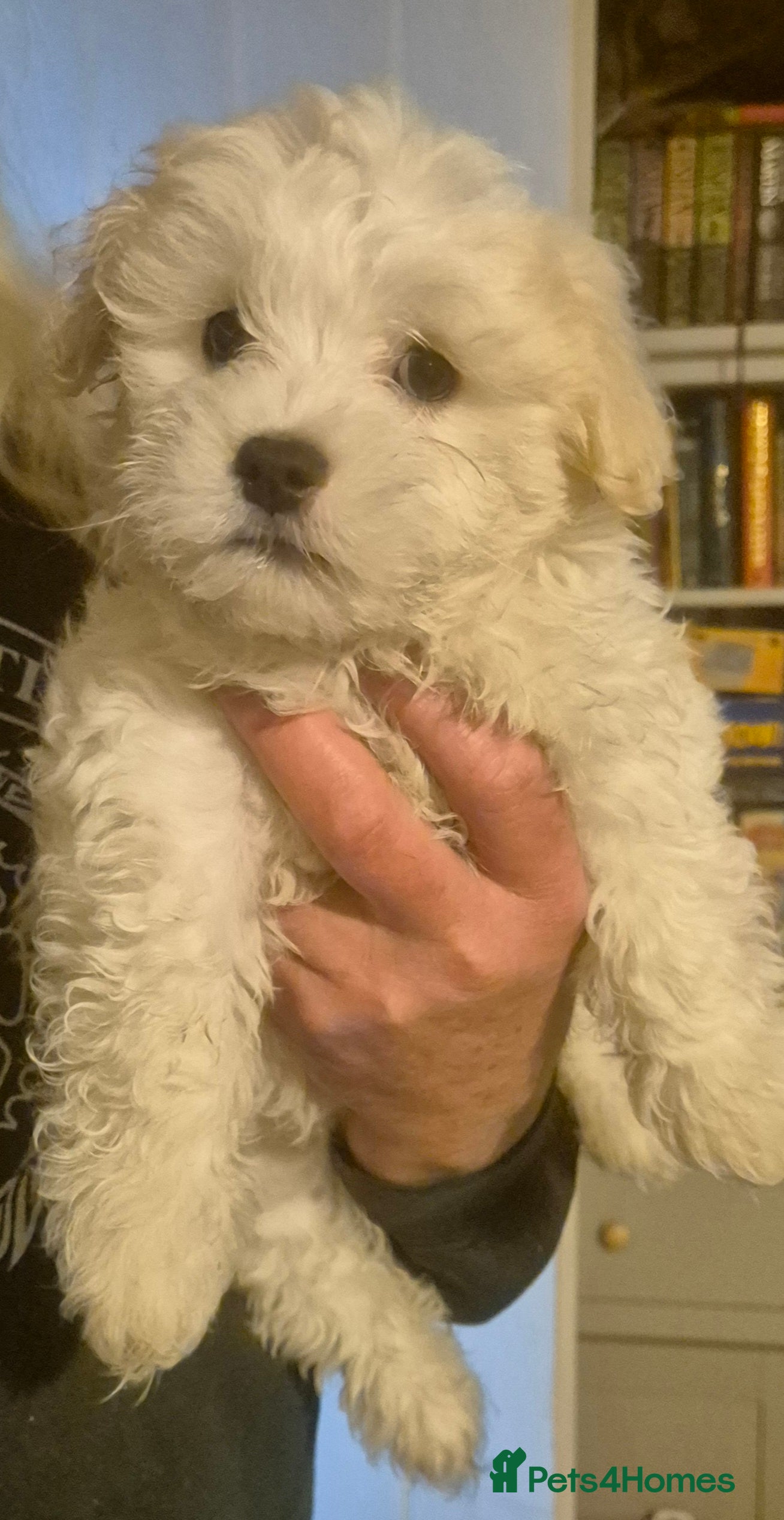 Mixed Breed dogs LAST PUPPY STUNNING RARE COTONESE  - Advert 2