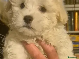 Mixed Breed dogs LAST PUPPY STUNNING RARE COTONESE - Advert 3