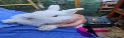 Mixed Breed rabbits for sale: Minilopxamericanblue  - Advert 2