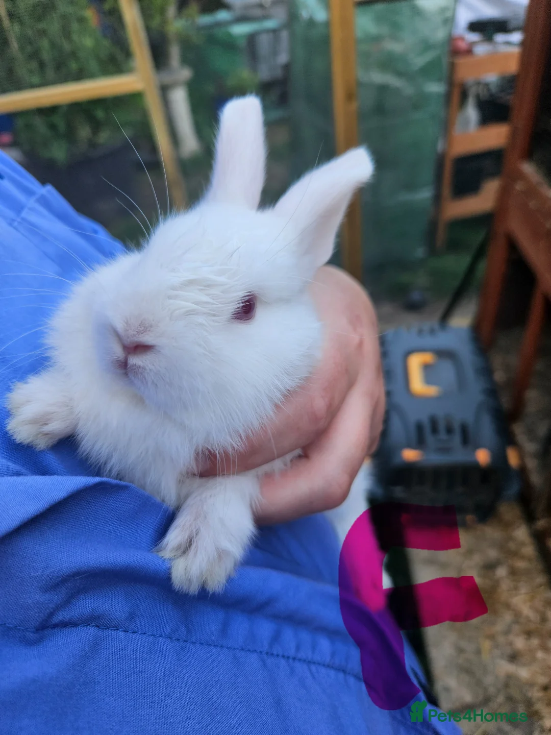 Mixed Breed rabbits for sale: Minilopxamericanblue  - Advert 2