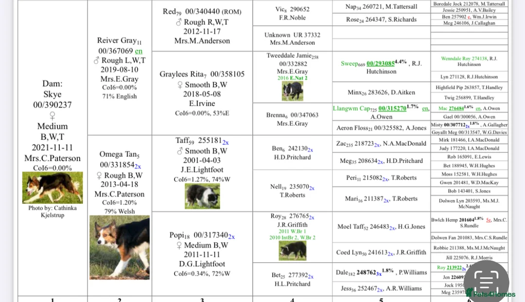 Border Collie dogs for sale: Border collie pup - Advert 2