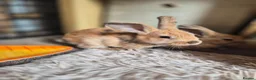 Mini Lop rabbits for sale: 🐰5 Beautiful Baby Rabbits for Loving Homes 🐰 - Advert 9