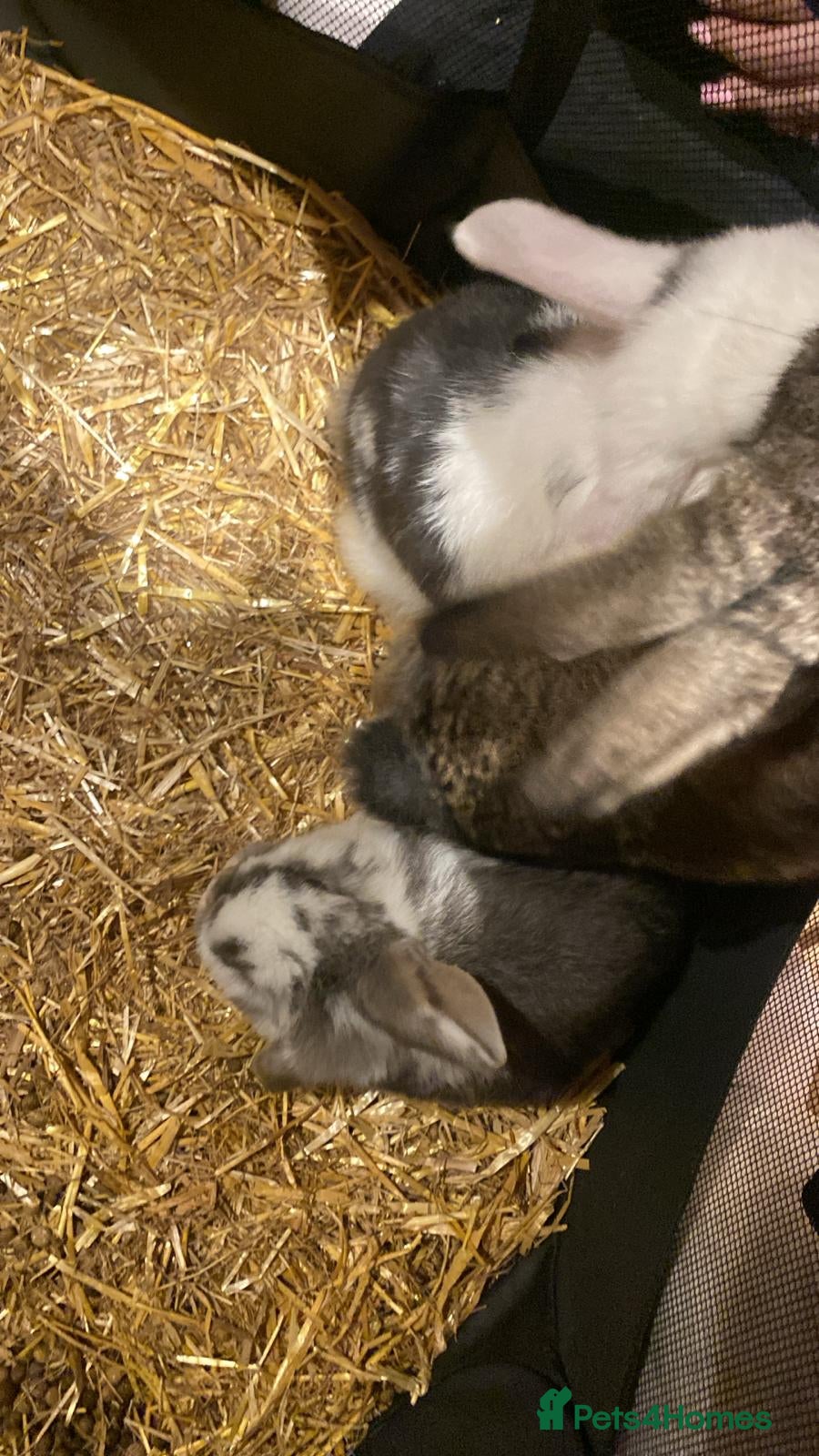 Mini Lop rabbits Mini lop bunnies  - Advert 1