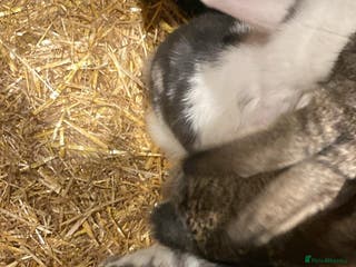 Mini Lop rabbits Mini lop bunnies - Advert 3