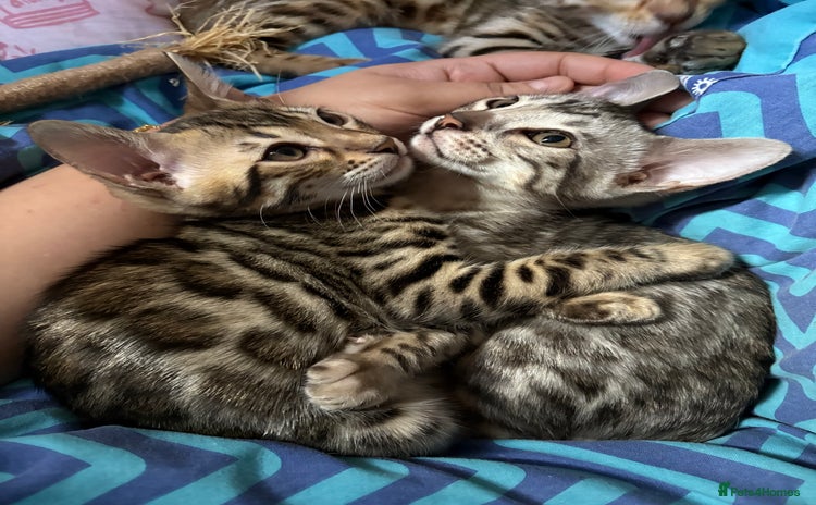 Bengal cats - Advert 2