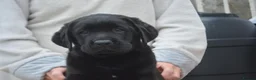 Labrador Retriever dogs for sale: Stunning Puppies From Show Winning Parents - Advert 22