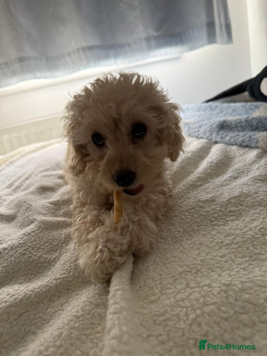Cockapoo dogs for sale: Beautiful Champagne Cockapoo Girl - 13 weeks old - Image 7