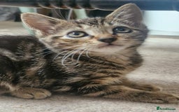 Mixed Breed cats for sale: 🐾✨️Fluffy Tabby and Littermates - Image 5