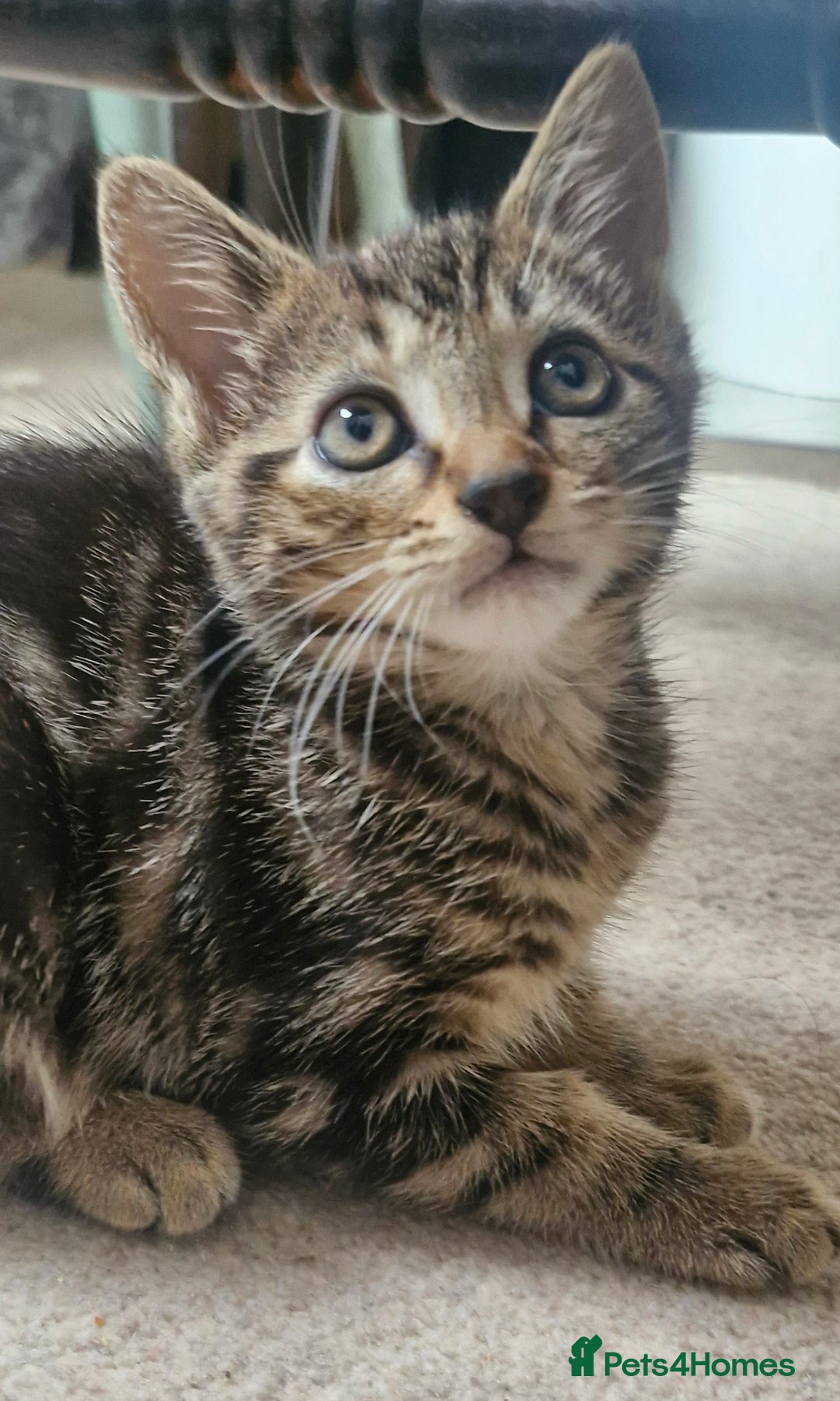 Mixed Breed cats for sale: 🐾✨️Fluffy Tabby and Littermates - Image 5