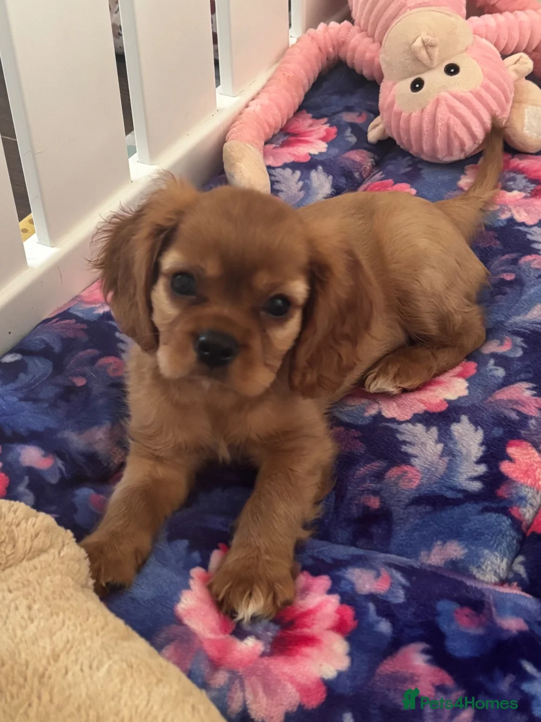 Cavalier King Charles Spaniel dogs for sale: Beautiful Ruby boy puppy available  - Advert 1