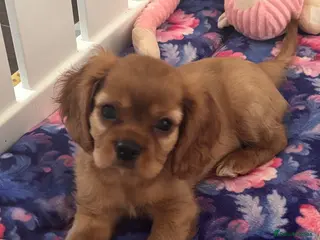 Cavalier King Charles Spaniel dogs Beautiful Ruby boy puppy available - Advert 1