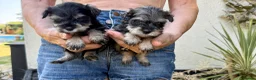 Miniature Schnauzer dogs for sale: Beautiful kc reg miniature schnauzer puppies - Advert 7
