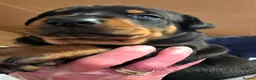 Dobermann dogs for sale: Fantastic KC Dobermann Puppies  - Advert 10