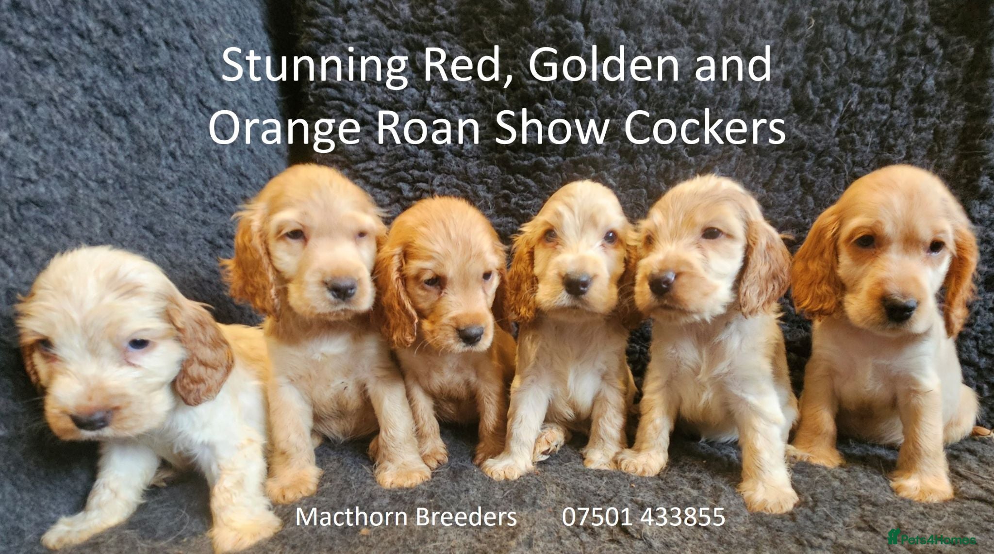 Cocker Spaniel dogs Stunning Show Cockers - Crufts Champion Pedigree - Advert 17
