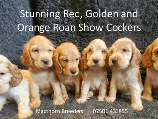 Cocker Spaniel dogs Stunning Show Cockers - Crufts Champion Pedigree - Advert 17