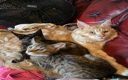 Maine Coon cats for sale: Maine coon x bengal kittens  - Image 10