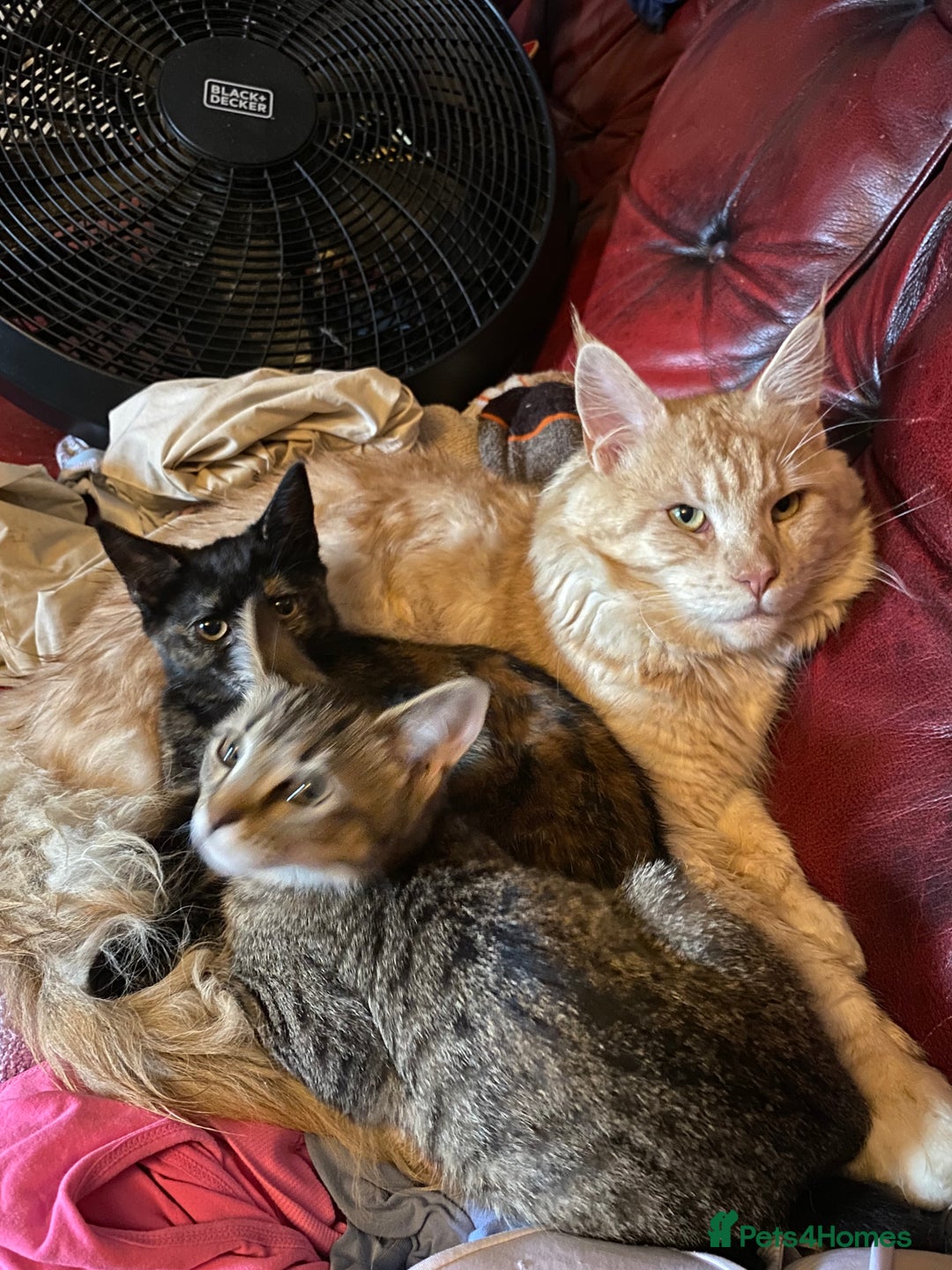 Maine Coon cats for sale: Maine coon x bengal kittens  - Image 10