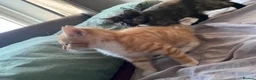 Mixed Breed cats for sale: Two kittens looking for their forever home  - Advert 4