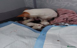 Jack Russell dogs for sale: Jack Russell puppies sale  - Image 6
