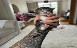 Mixed Breed cats for sale: Tabby and white kittens  - Image 6