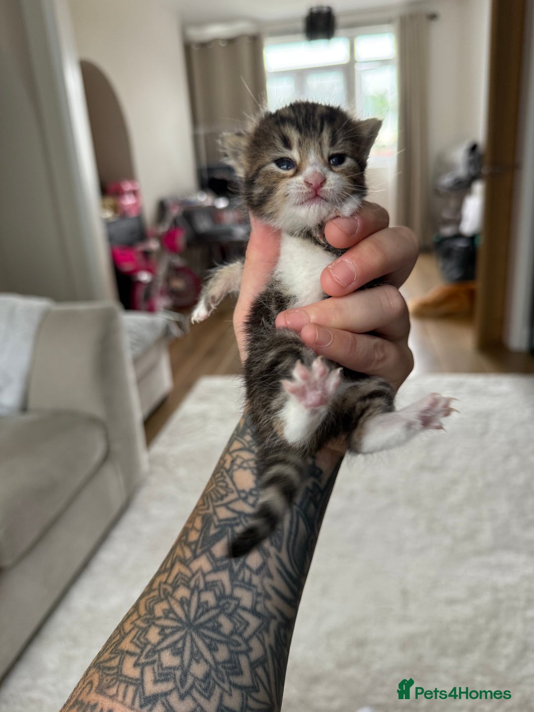 Mixed Breed cats for sale: Tabby and white kittens  - Image 6