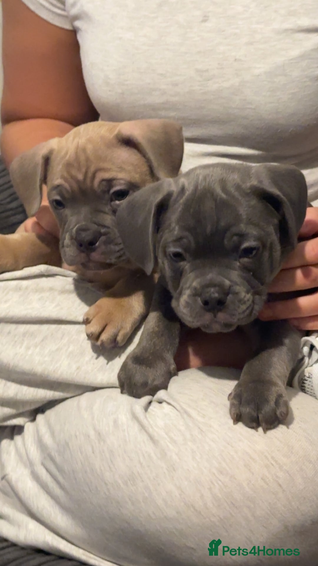 Mixed Breed dogs for sale: Exotic Pocket bully’s 4 males 5 females  - Image 5