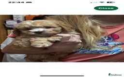 Cavapoo dogs for sale: Caverpoo babies  - Image 4
