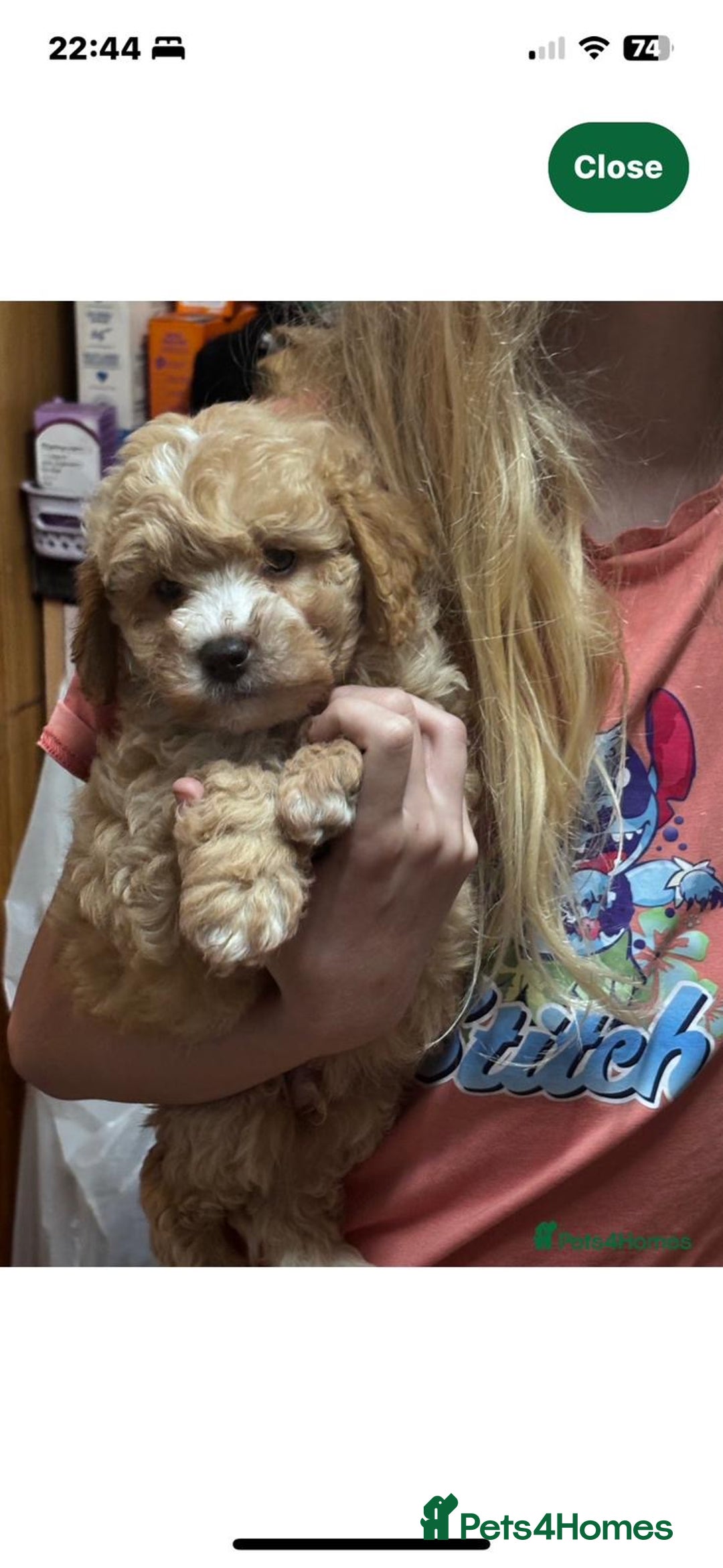 Cavapoo dogs for sale: Caverpoo babies  - Image 4