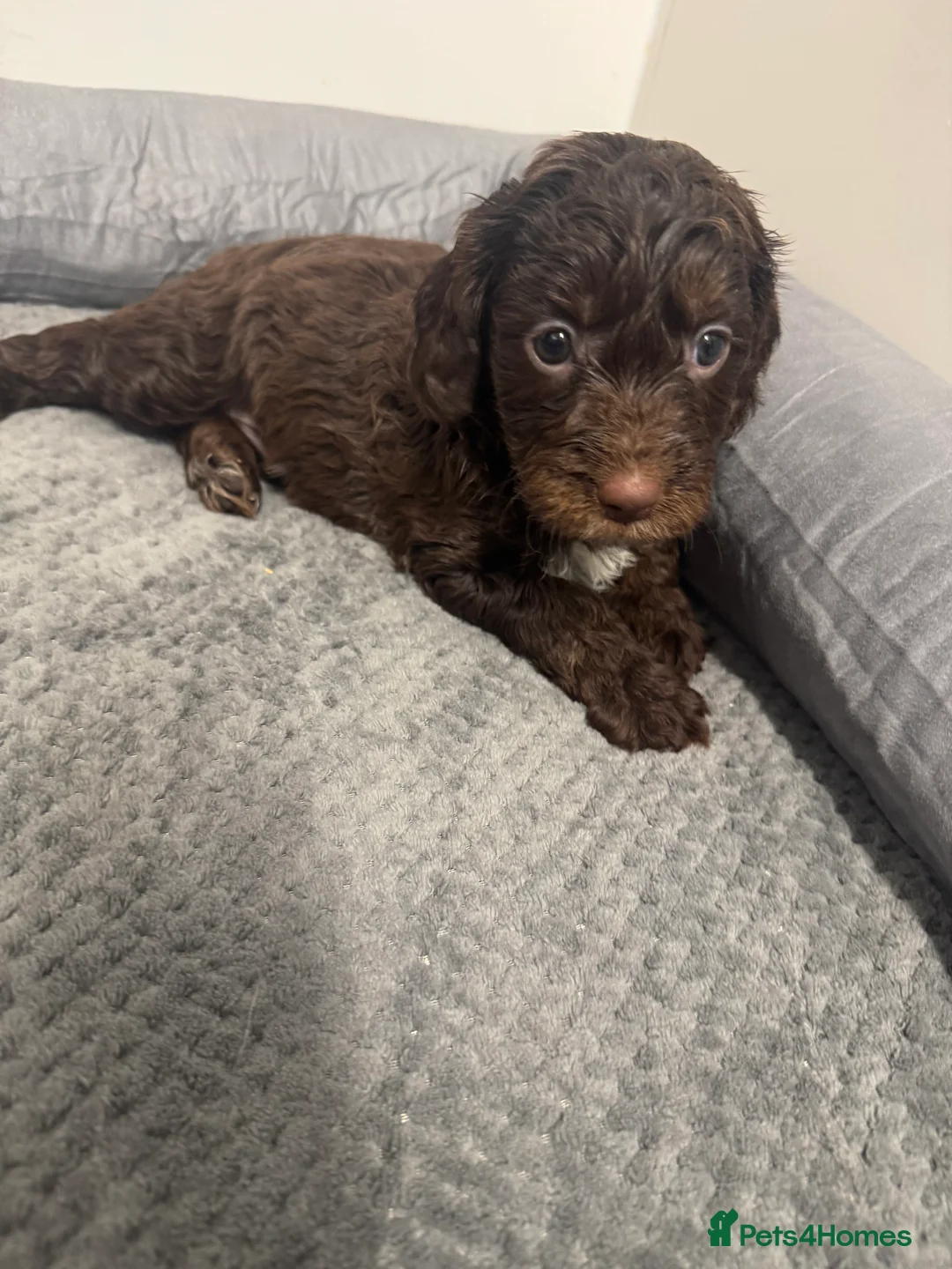 Cockapoo dogs for sale: F1 miniature Cockapoos  - Advert 6