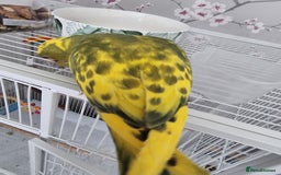 Ringnecks birds for sale: Beautiful female ringneck  - Advert 4