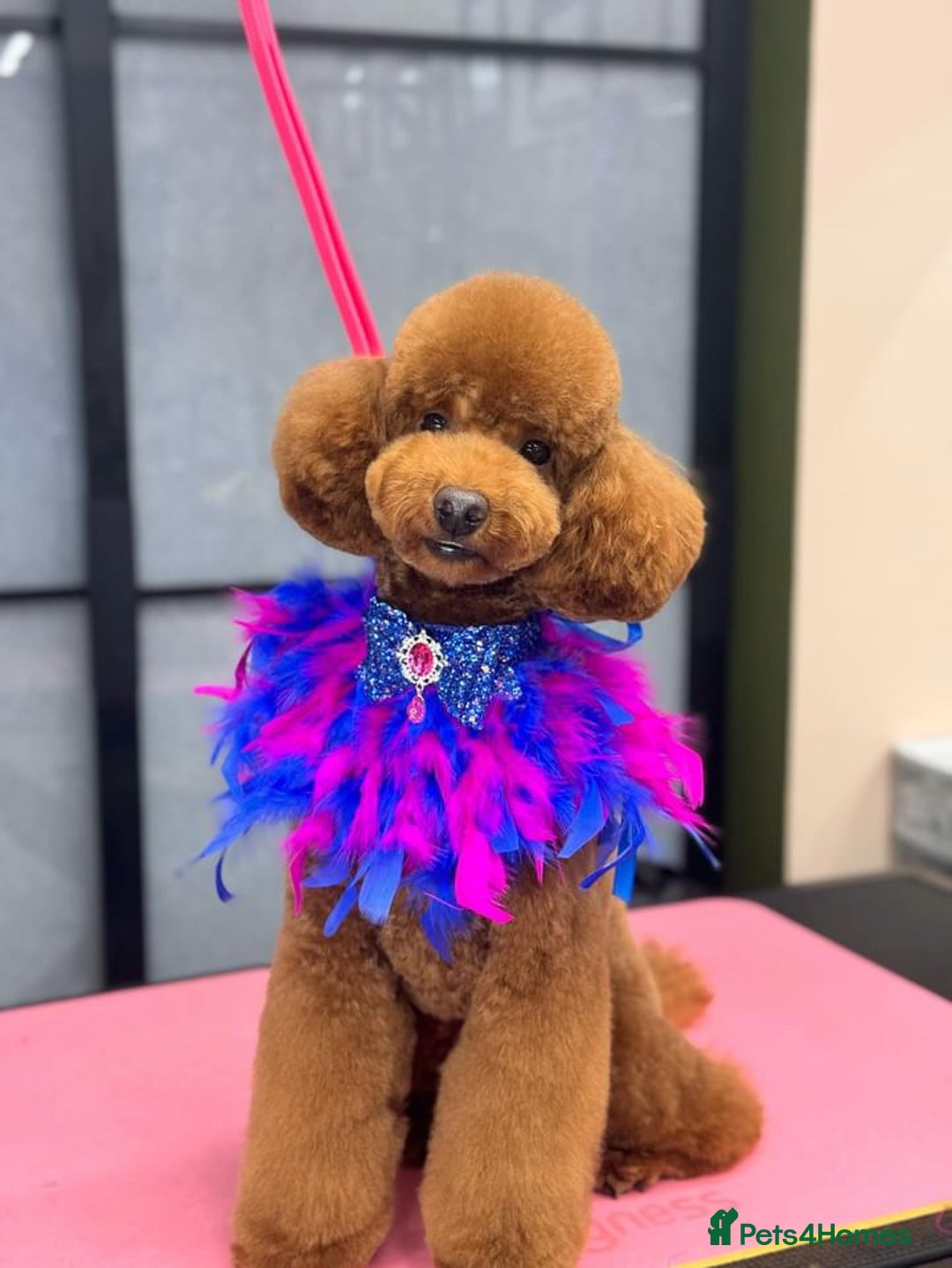 Toy Poodle dogs for stud: MULTI-AWARD WINNING SHOW DOG FOR STUD✨🐩 - Image 13