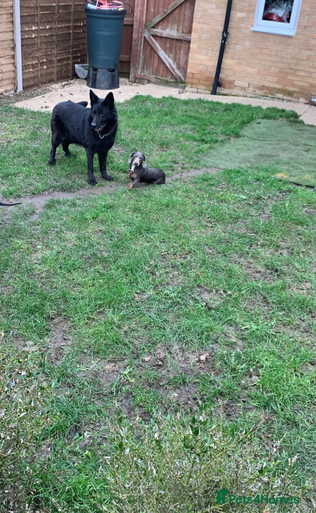 Miniature Dachshund dogs for stud: Miniature Dutch hound for stud  in Milton Keynes - Advert 3