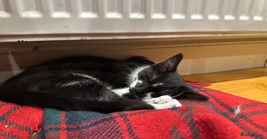 Mixed Breed cats - Advert 3