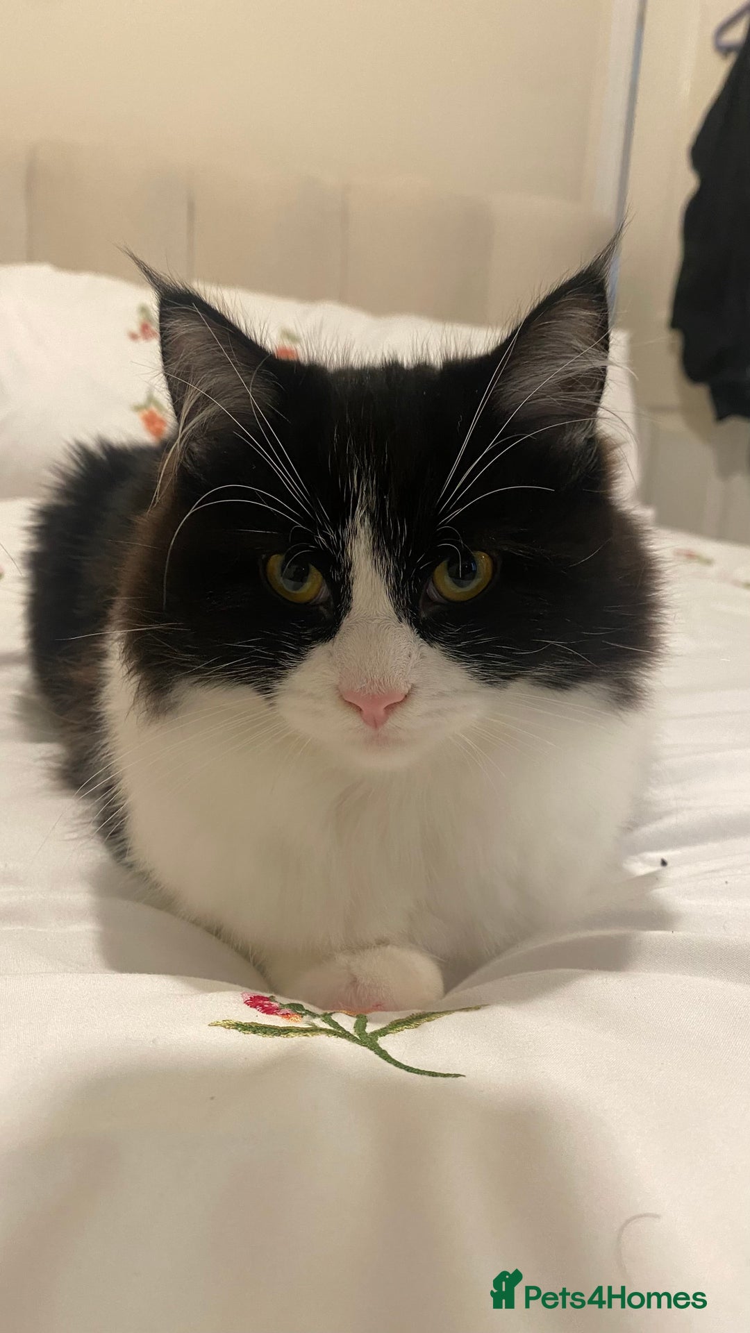 Mixed Breed cats for sale: Kittens for sale Mixed ragdoll 2 brothers  - Advert 10